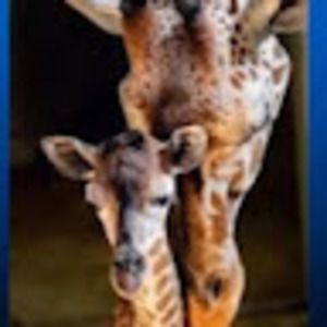 Meet your Posher, Ruby